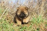CHOW CHOW 216